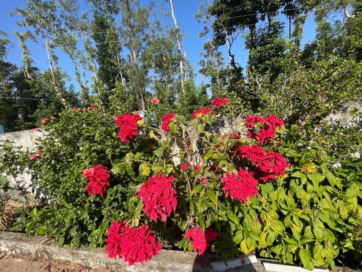 New Organic Home Stay Mudigere Exterior foto
